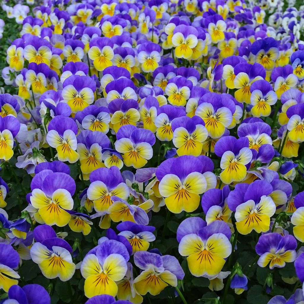 Viola cornuta F1 Kitty Surprise