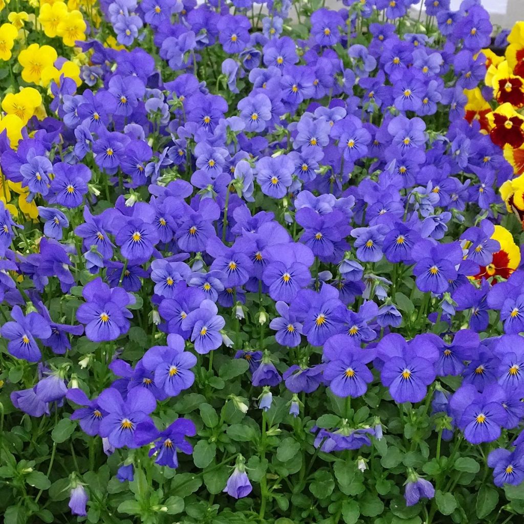 Violette cornue Penny Blue Mini-motte - Mottes de 3,8 x 3,2 cm en plaque de culture par 16