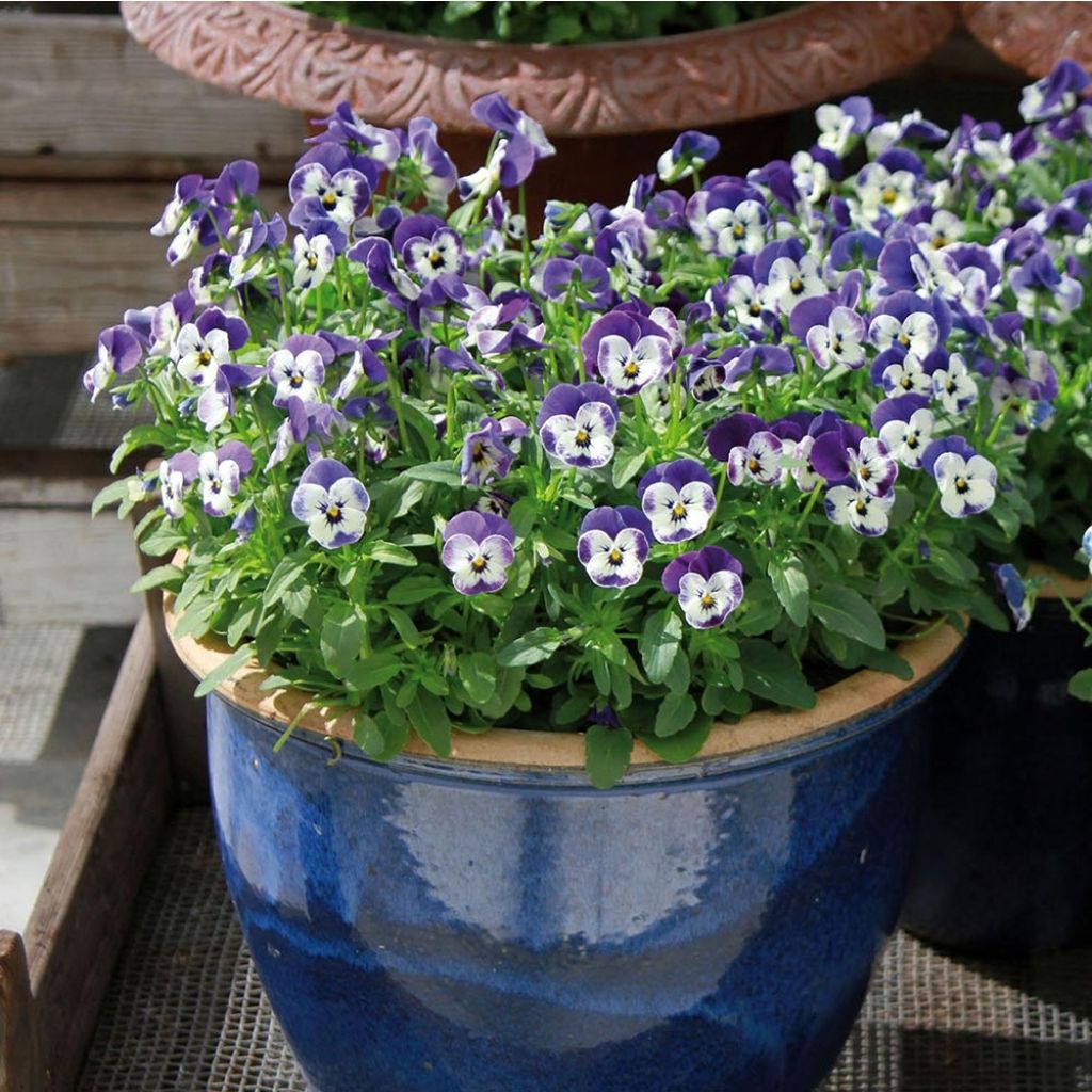 Viola cornuta Sorbet Delft Blue