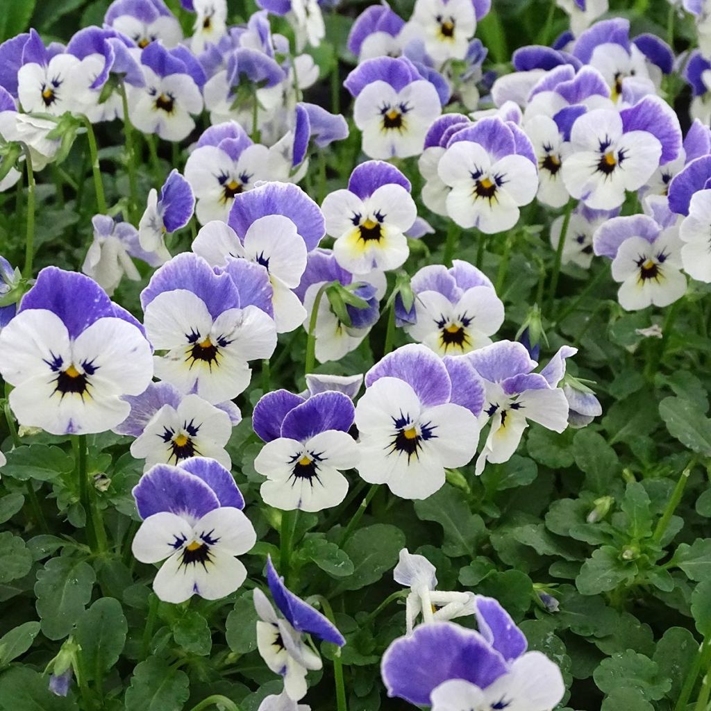 Viola cornuta Sorbet Delft Blue