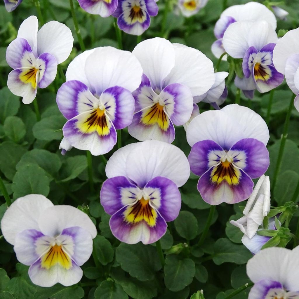 Viola cornuta Sorbet XP Pink Halo