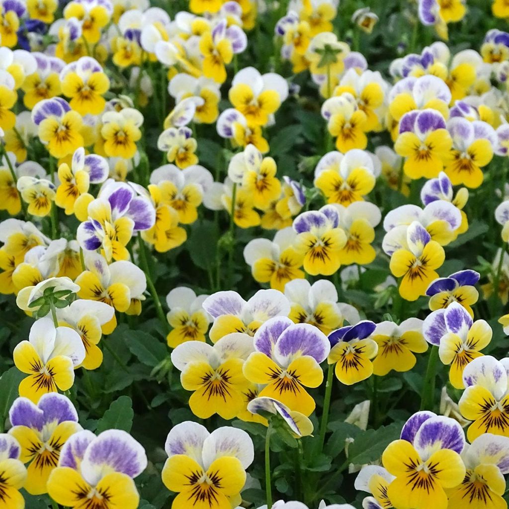 Viola cornuta Yellow Blue Jump-Up - Amor-perfeito amarelo e azul