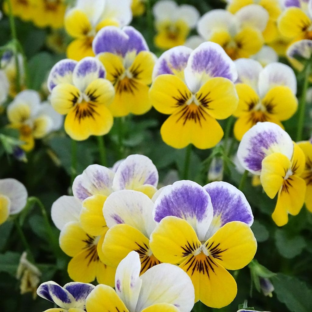 Viola cornuta Yellow Blue Jump-Up - Amor-perfeito amarelo e azul