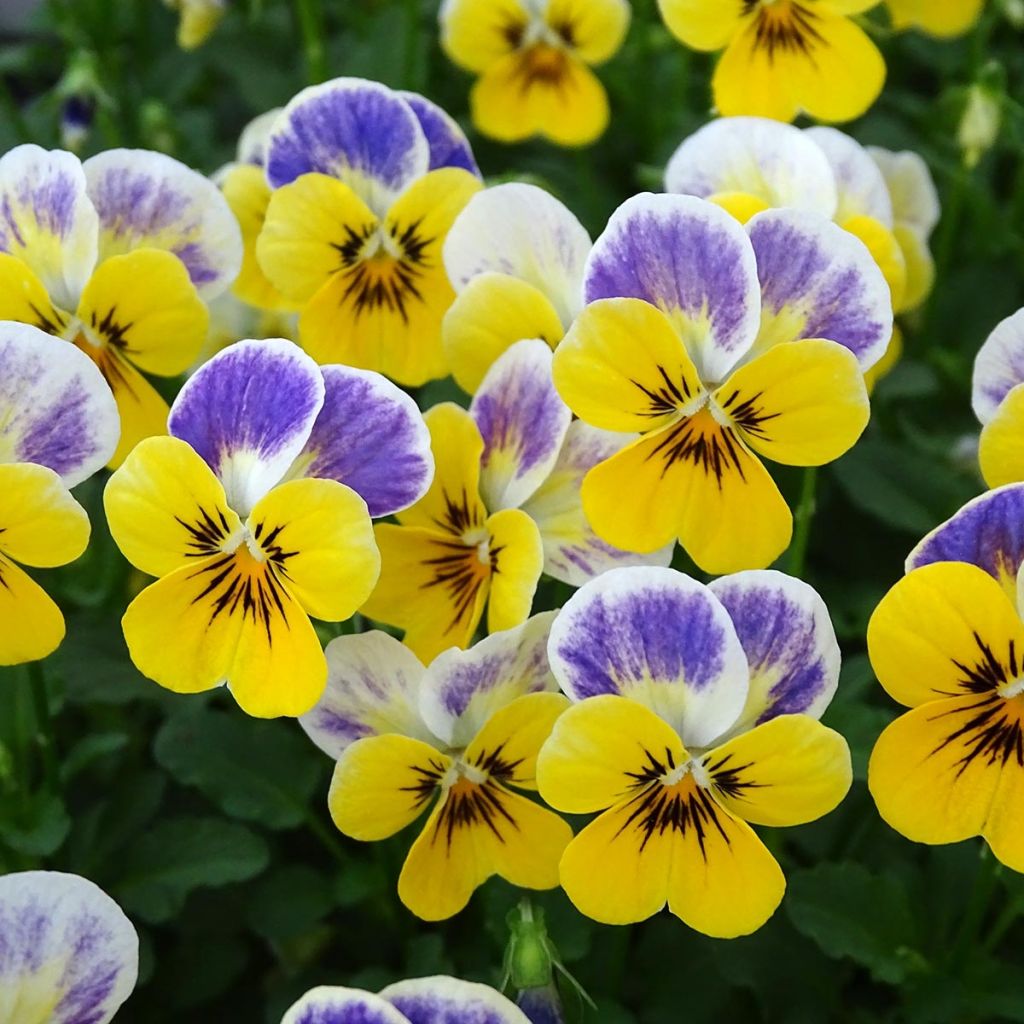 Viola cornuta Yellow Blue Jump-Up - Amor-perfeito amarelo e azul