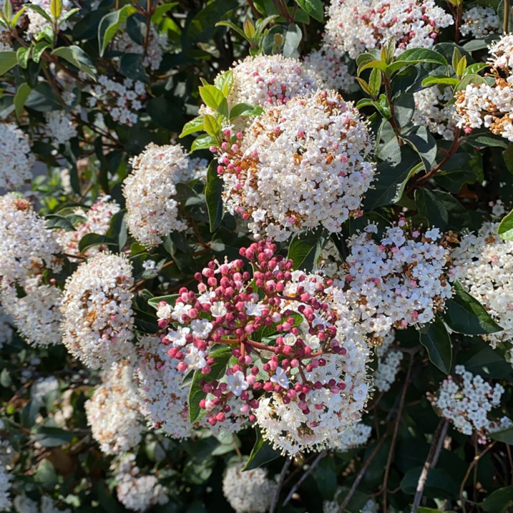 Viburnum tinus - Folhado