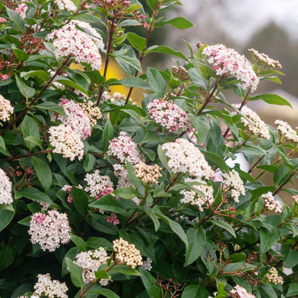 Viburnum tinus - Folhado
