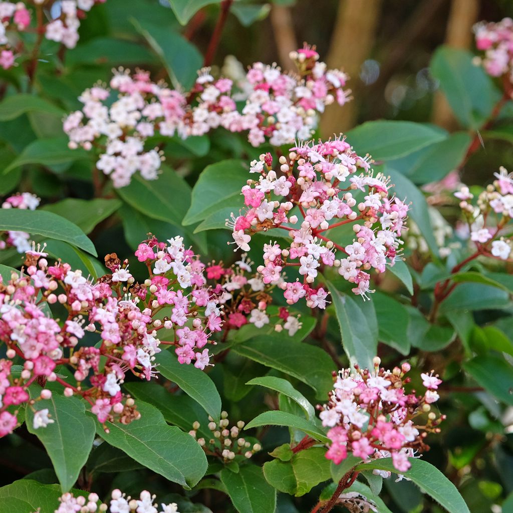 Viburnum tinus Gwenllian - Folhado
