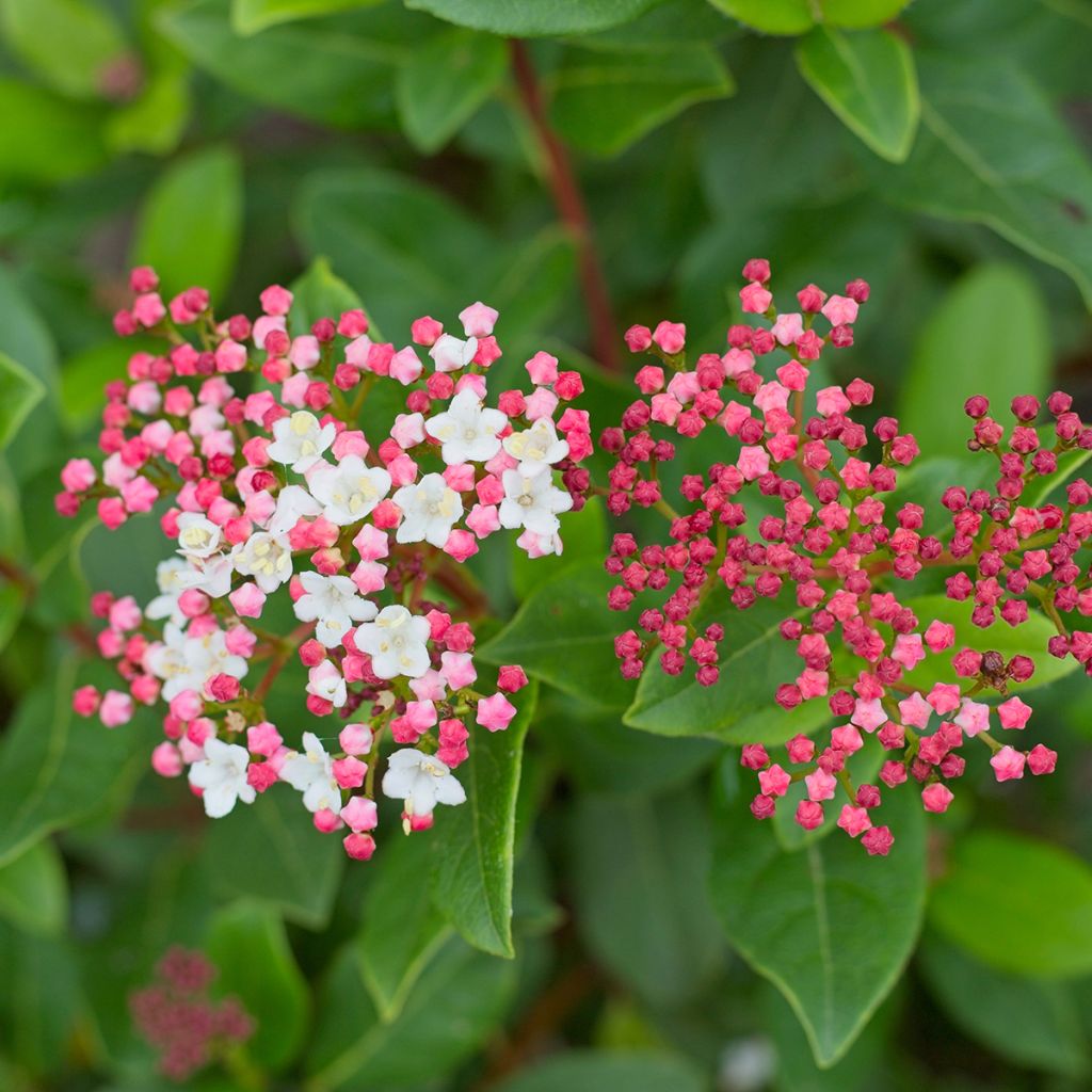 Viburnum tinus Gwenllian - Folhado