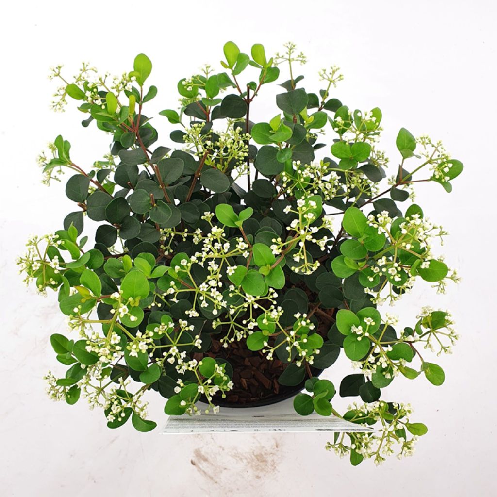 Viburnum tinus Fairy Stars - Folhado