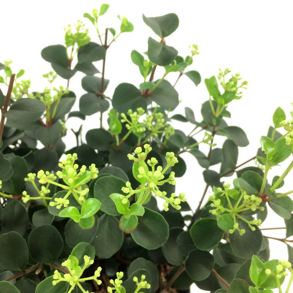 Viburnum tinus Fairy Stars - Folhado