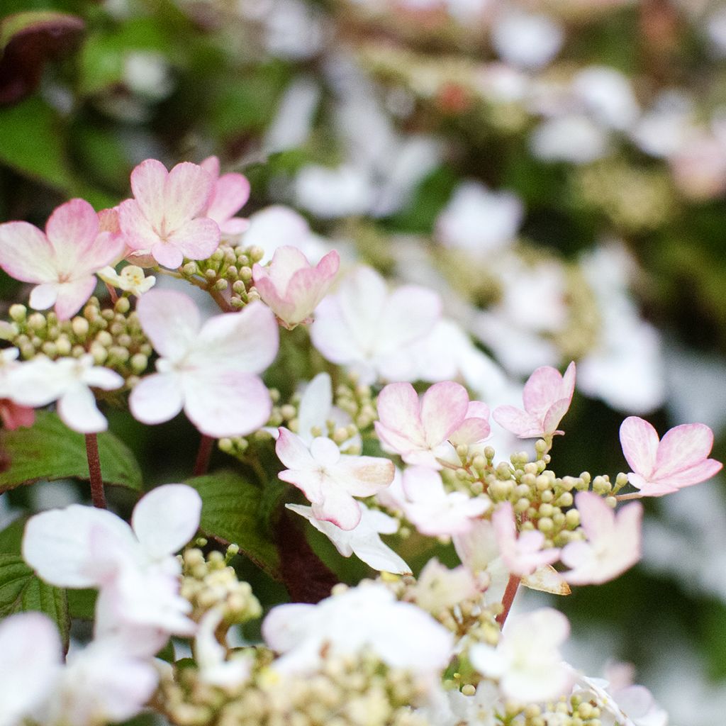 Viburnum plicatum Pinkawai - Viburno-do-japão