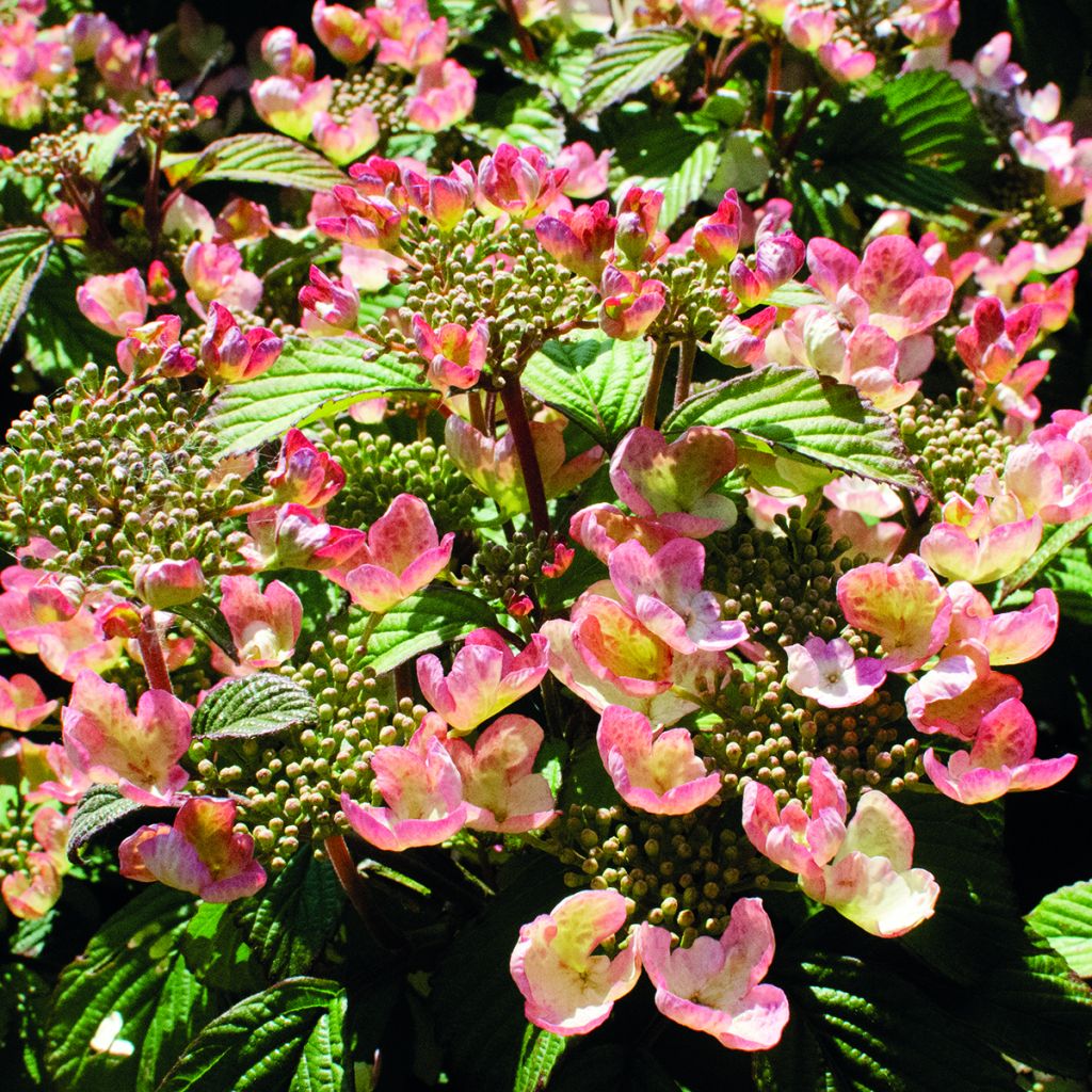 Viburnum plicatum Pinkimono - Viburno-do-japão
