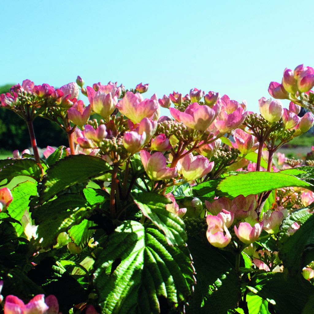 Viburnum plicatum Pinkimono - Viburno-do-japão