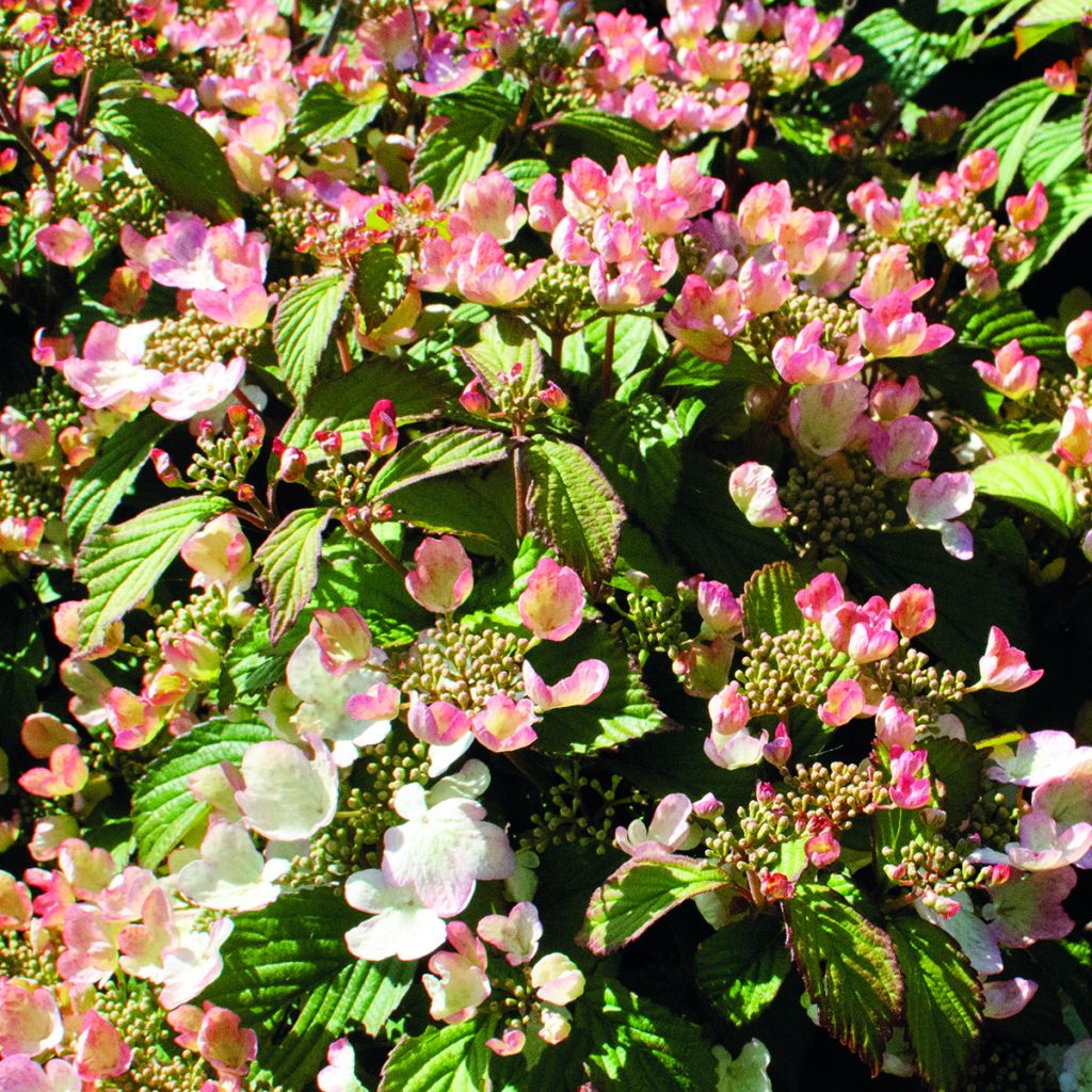 Viburnum plicatum Pinkimono - Viburno-do-japão
