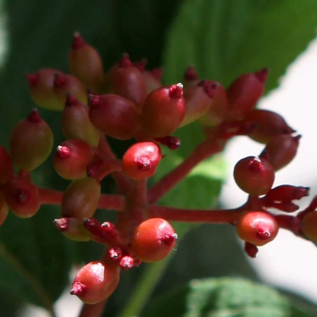 Viburnum plicatum Pinkimono - Viburno-do-japão