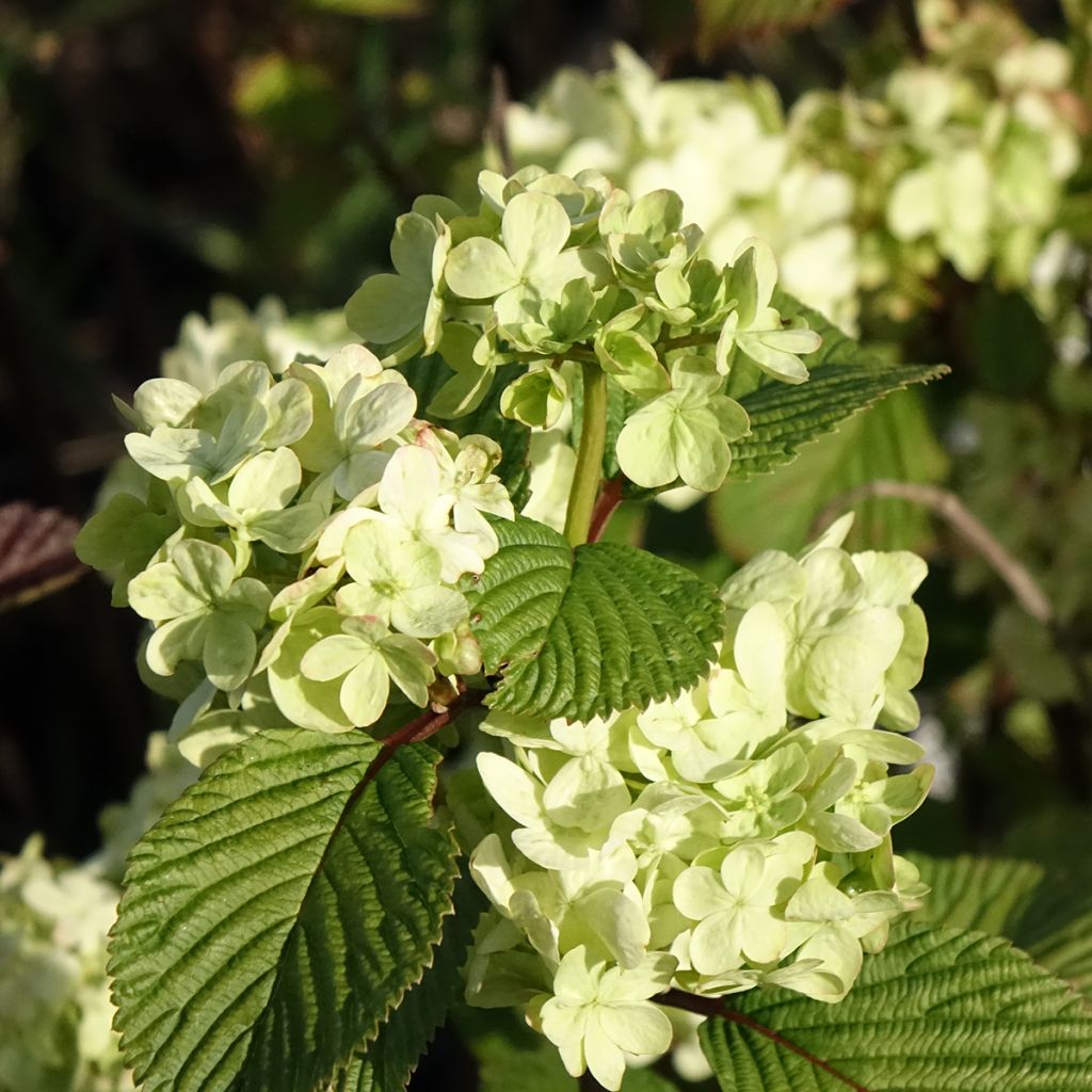 Viburnum plicatum Popcorn - Viburno-do-japão