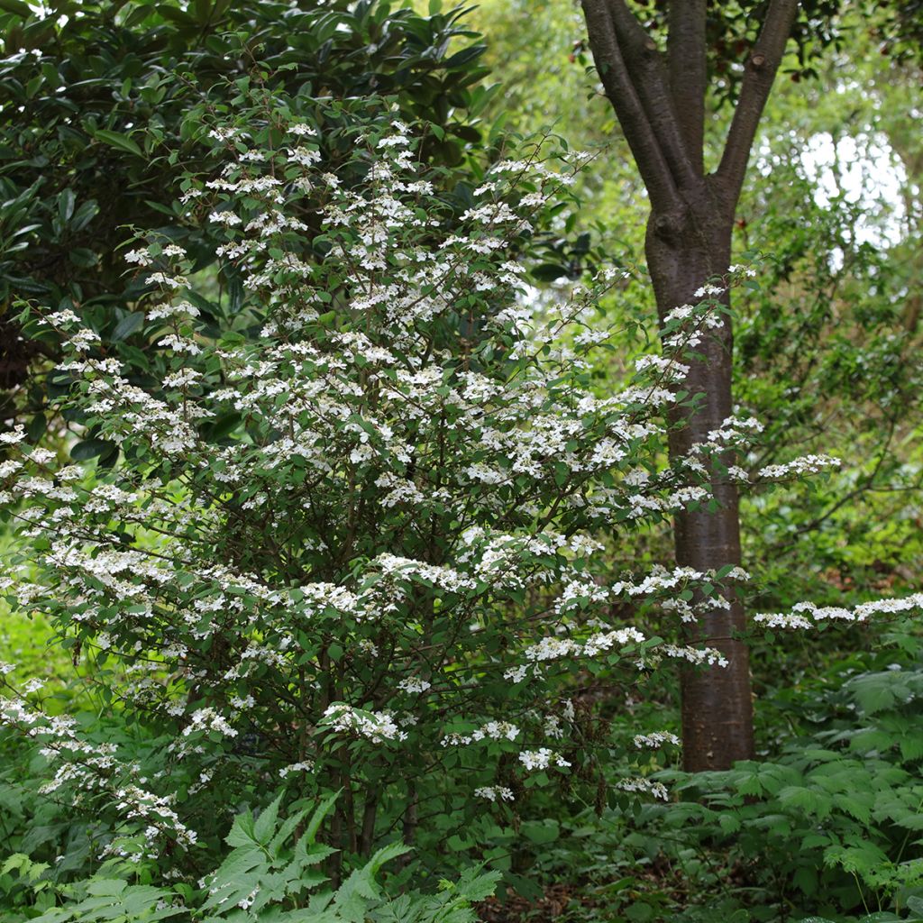 Viburnum plicatum Kilimanjaro Sunrise - Viburno-do-japão