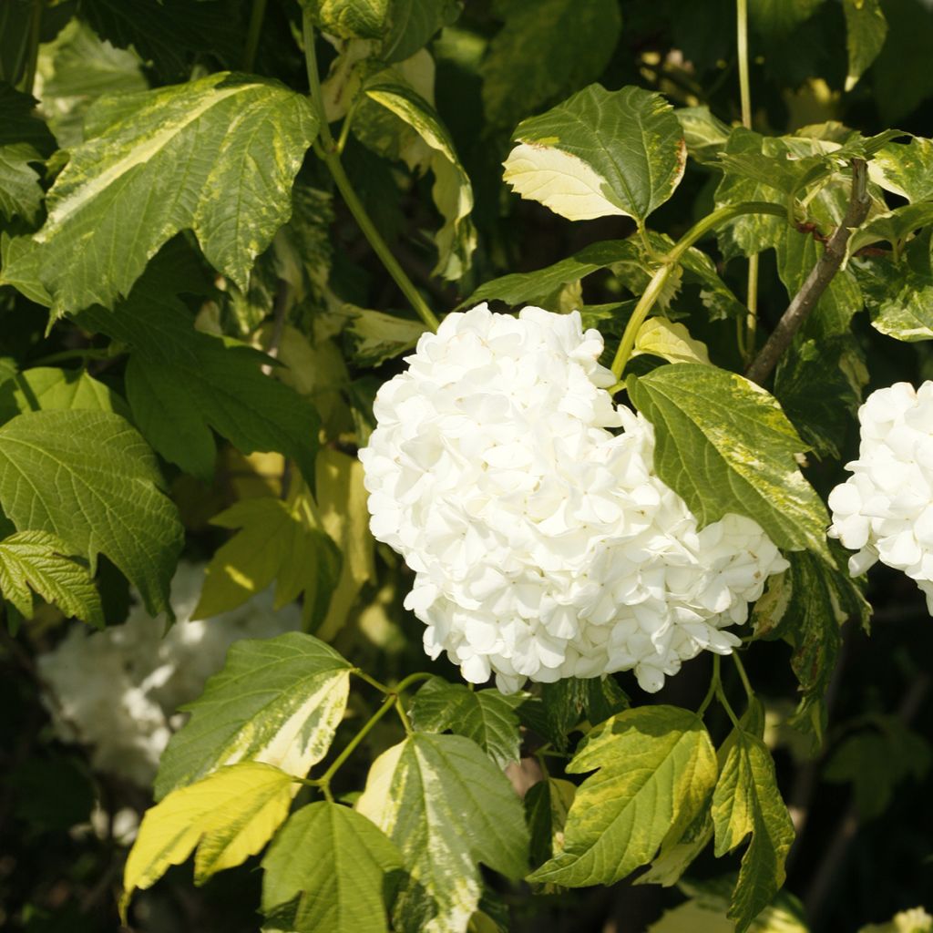 Viburnum opulus Pechcin - Bola-de-neve