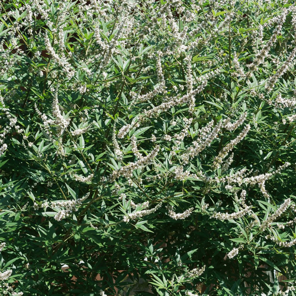 Vitex agnus-castus Albus