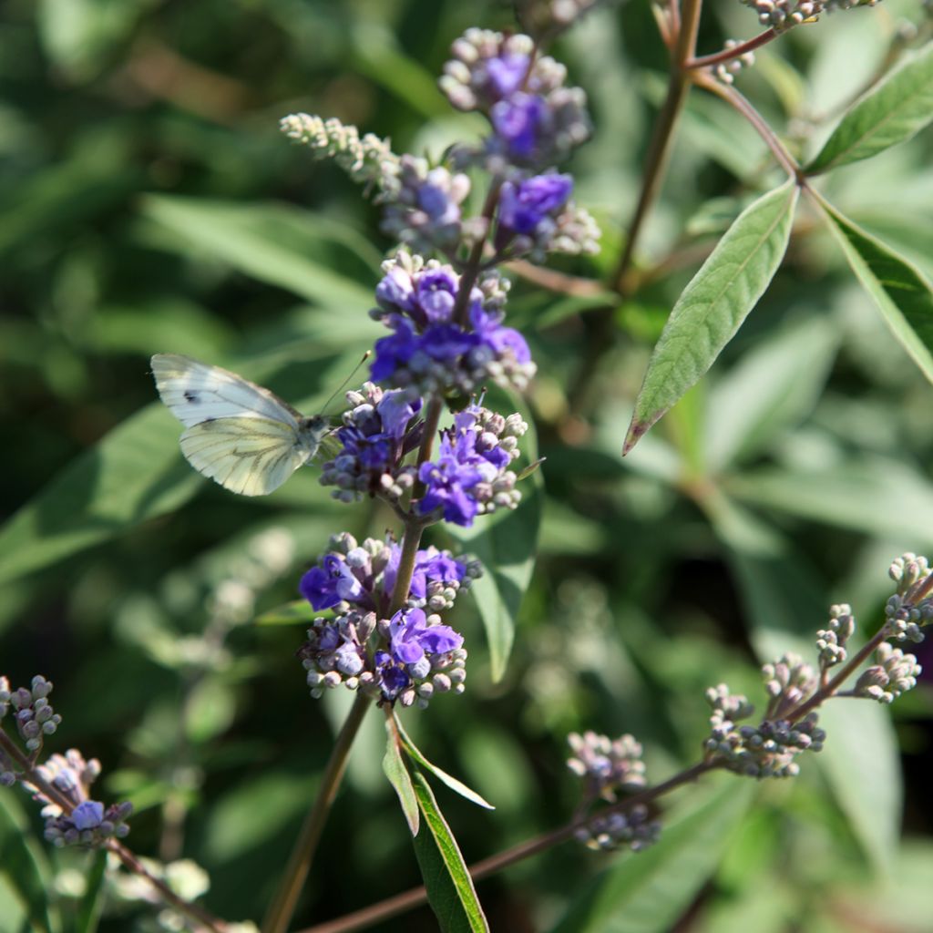 Vitex agnus-castus Queen Bee