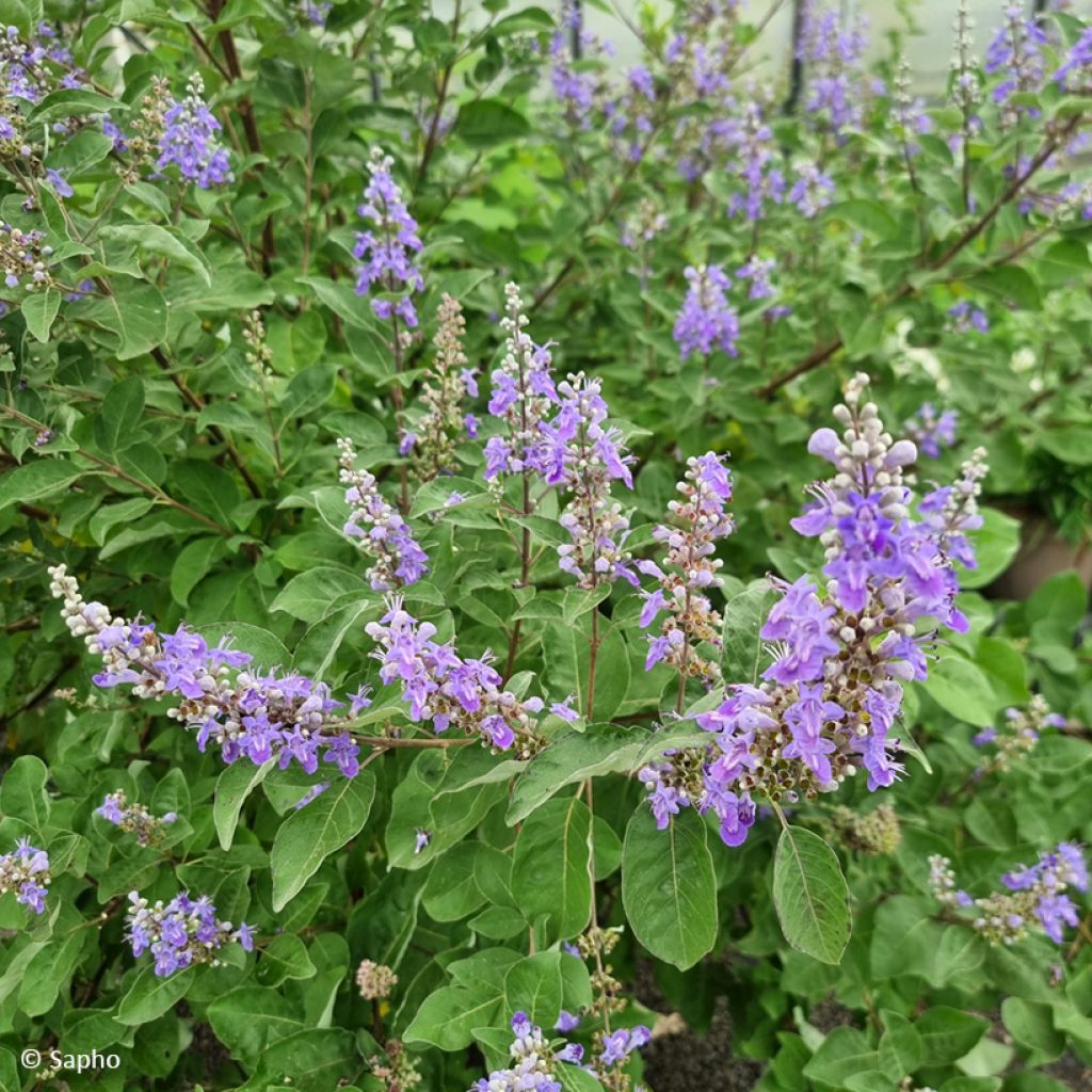 Vitex × agnus-castus Chicagoland Blues