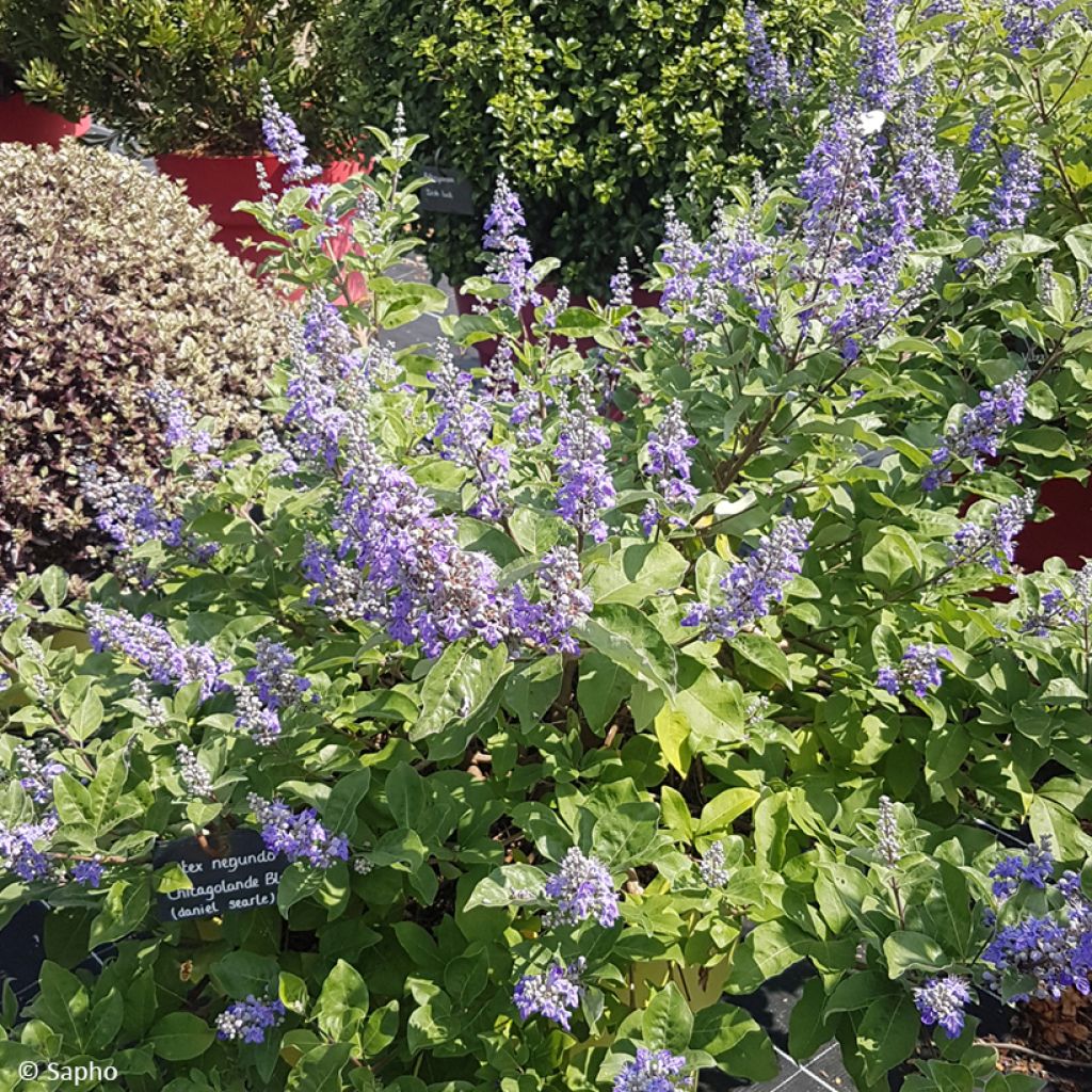 Vitex × agnus-castus Chicagoland Blues