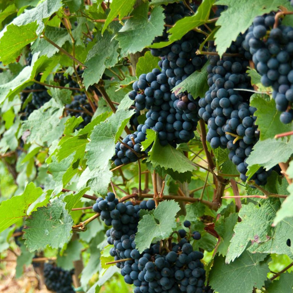 Videira Solara - Vitis (x) vinifera