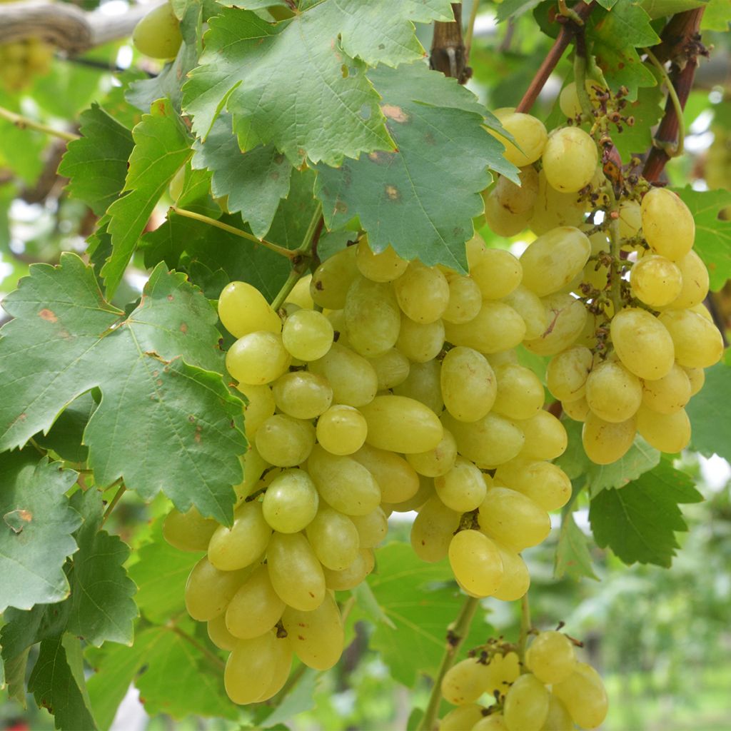 Videira Centennial Seedless - Vitis vinifera