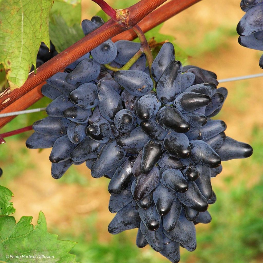 Videira Philipp - Vitis vinifera