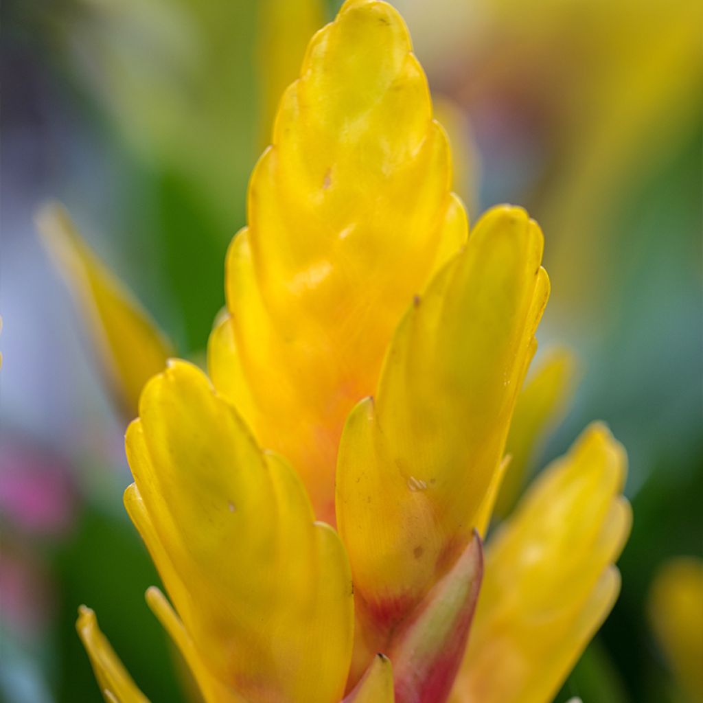 Vriesea carinata Delphinus