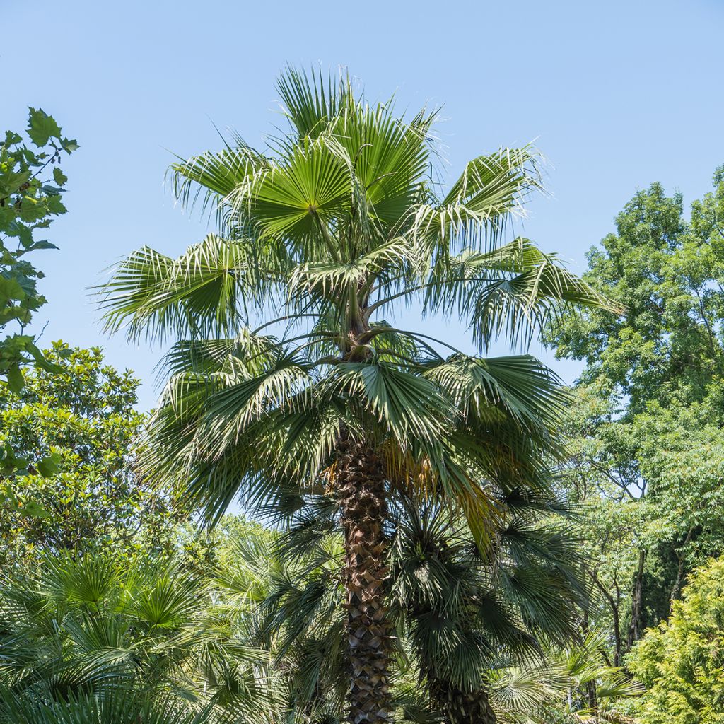 Washingtonia filifera em sementes