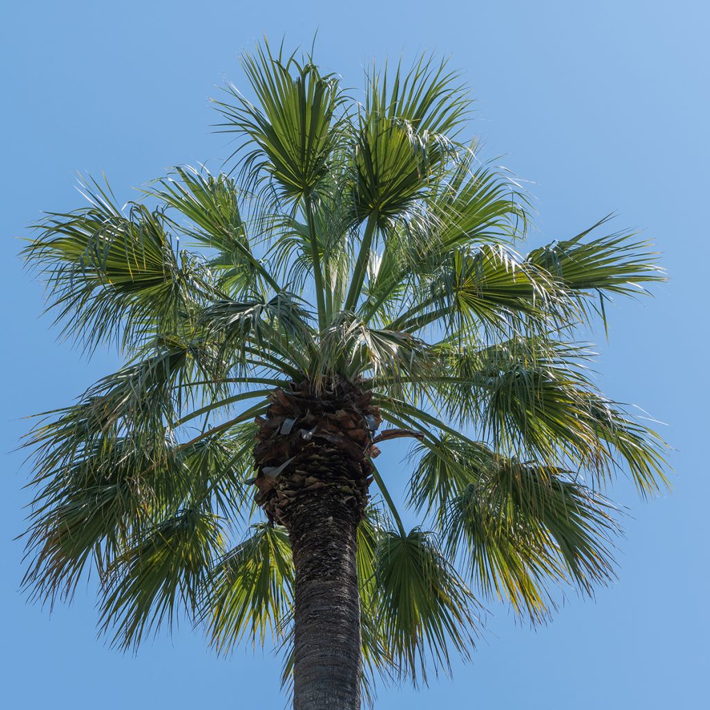 Washingtonia filifera em sementes