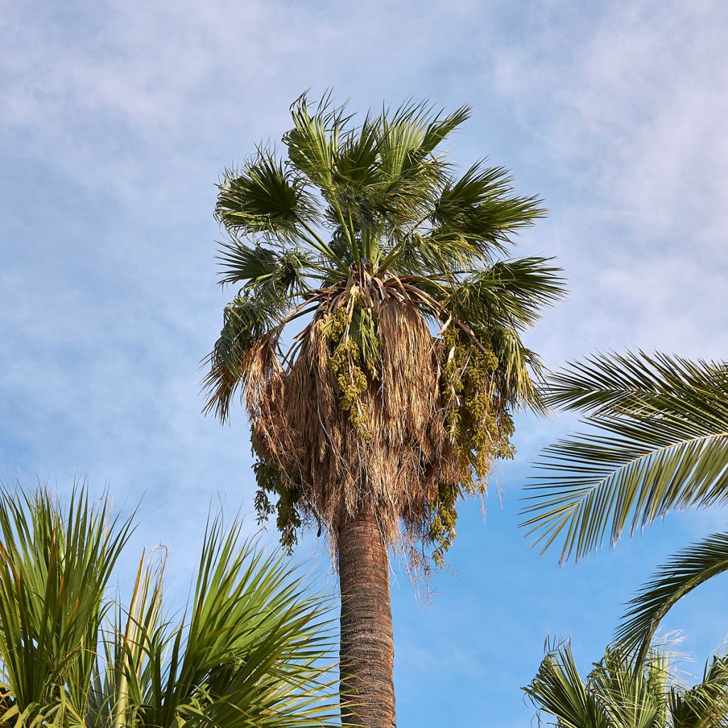 Washingtonia filifera em sementes