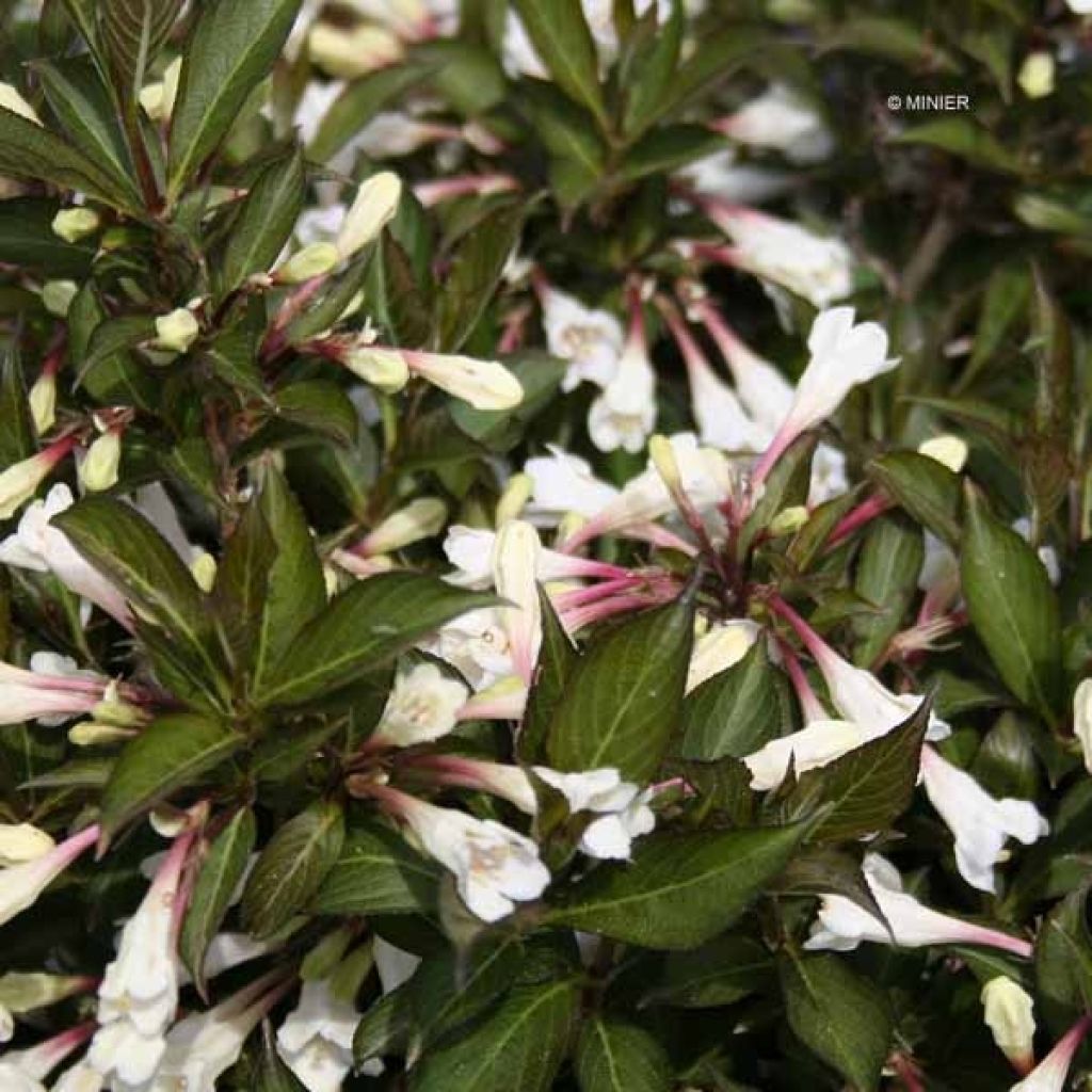 Weigélia florida Black and White