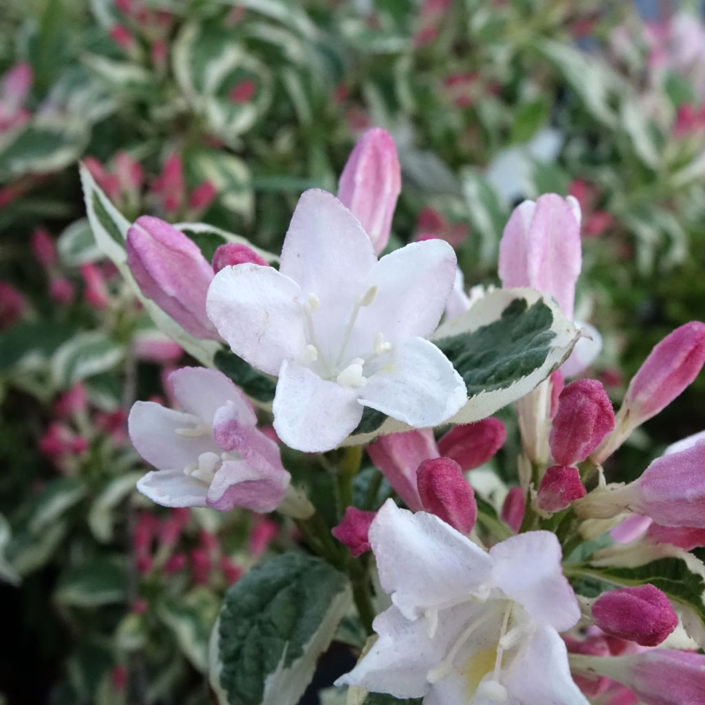 Weigélia florida Variegata
