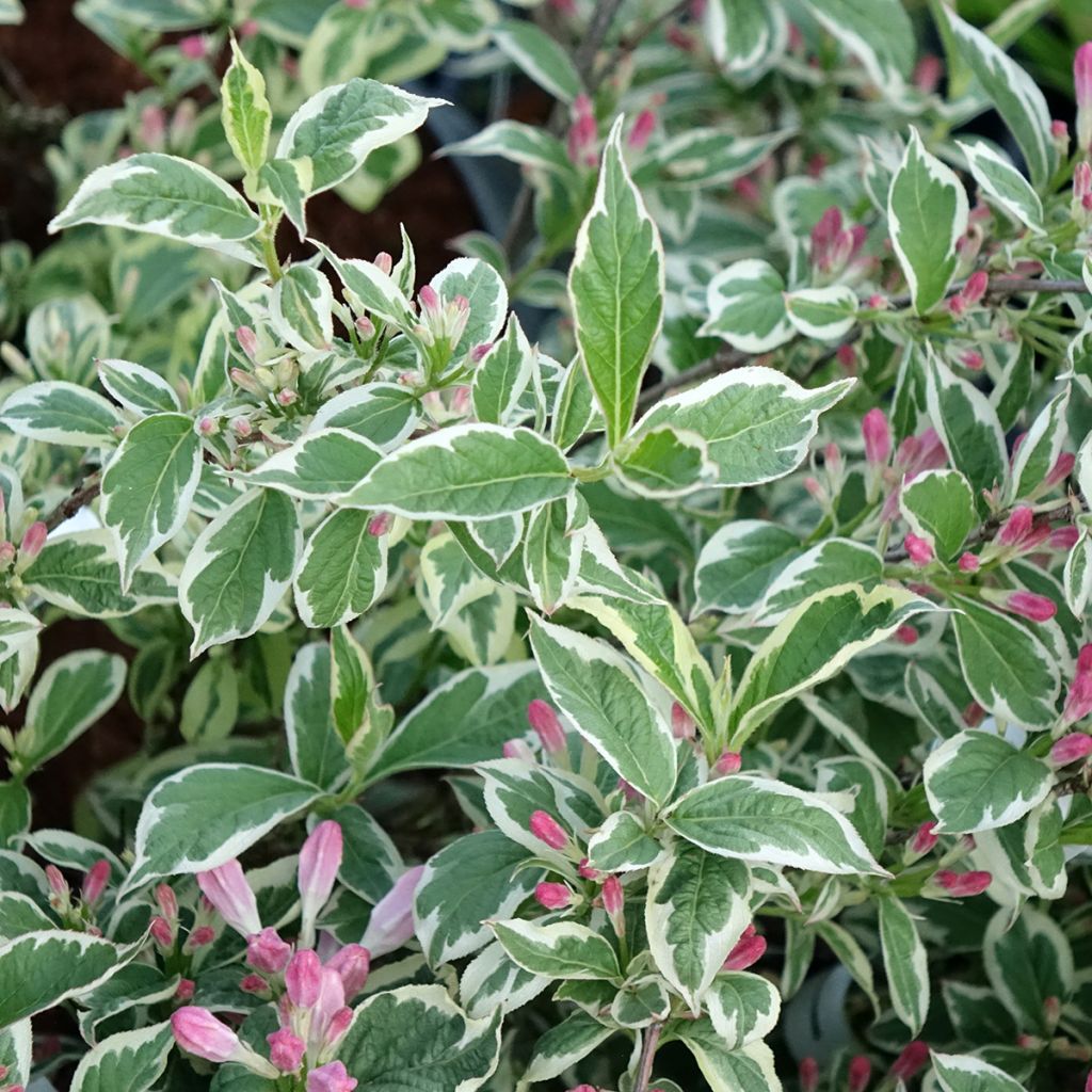 Weigélia florida Variegata