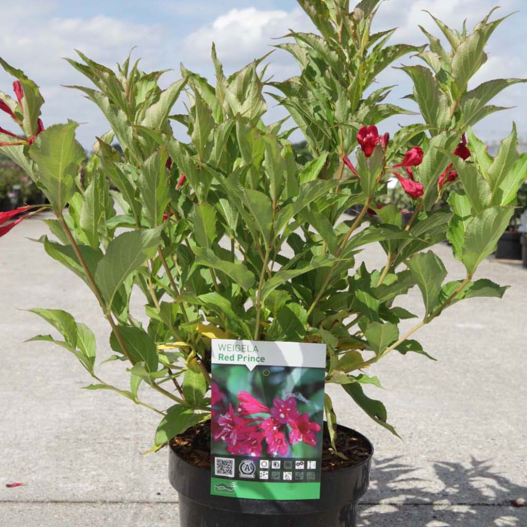 Weigélia florida Red Prince