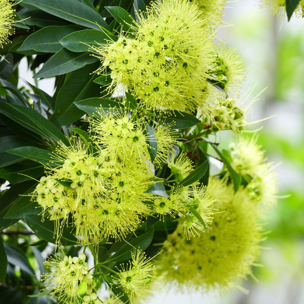 Xanthostemon chrysanthus