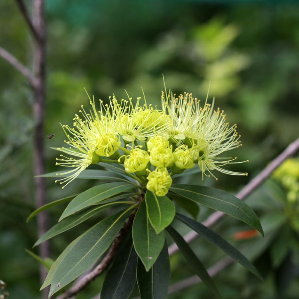 Xanthostemon chrysanthus