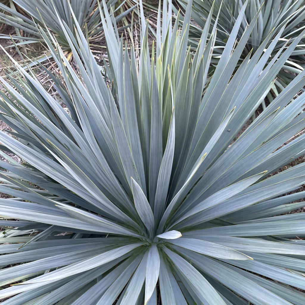 Yucca filamentosa × rostrata French Flag