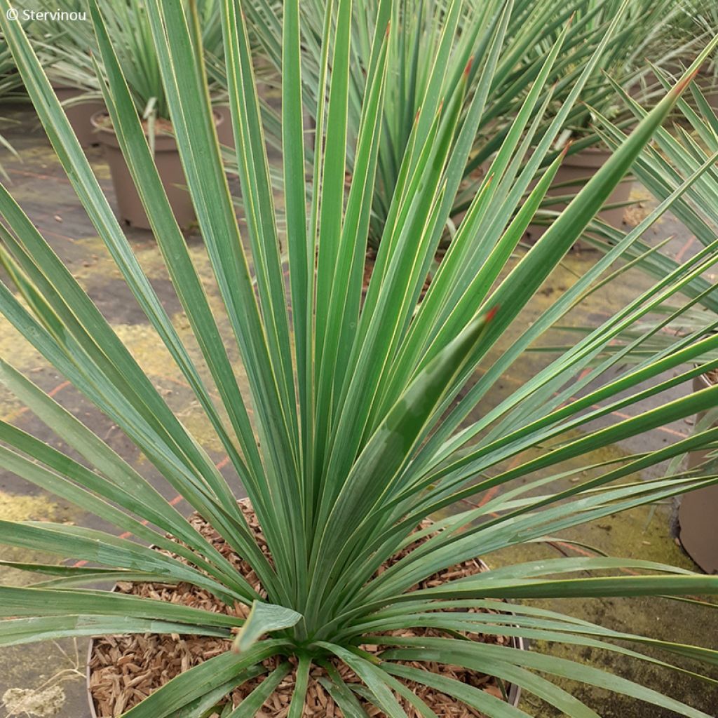 Yucca recurvifolia × linearifolia Katana