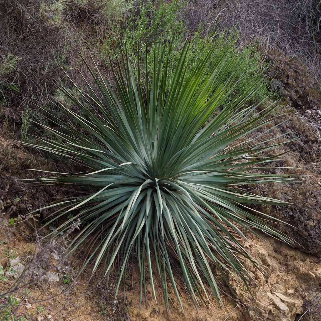 Yucca whipplei - Hesperoyucca bleu