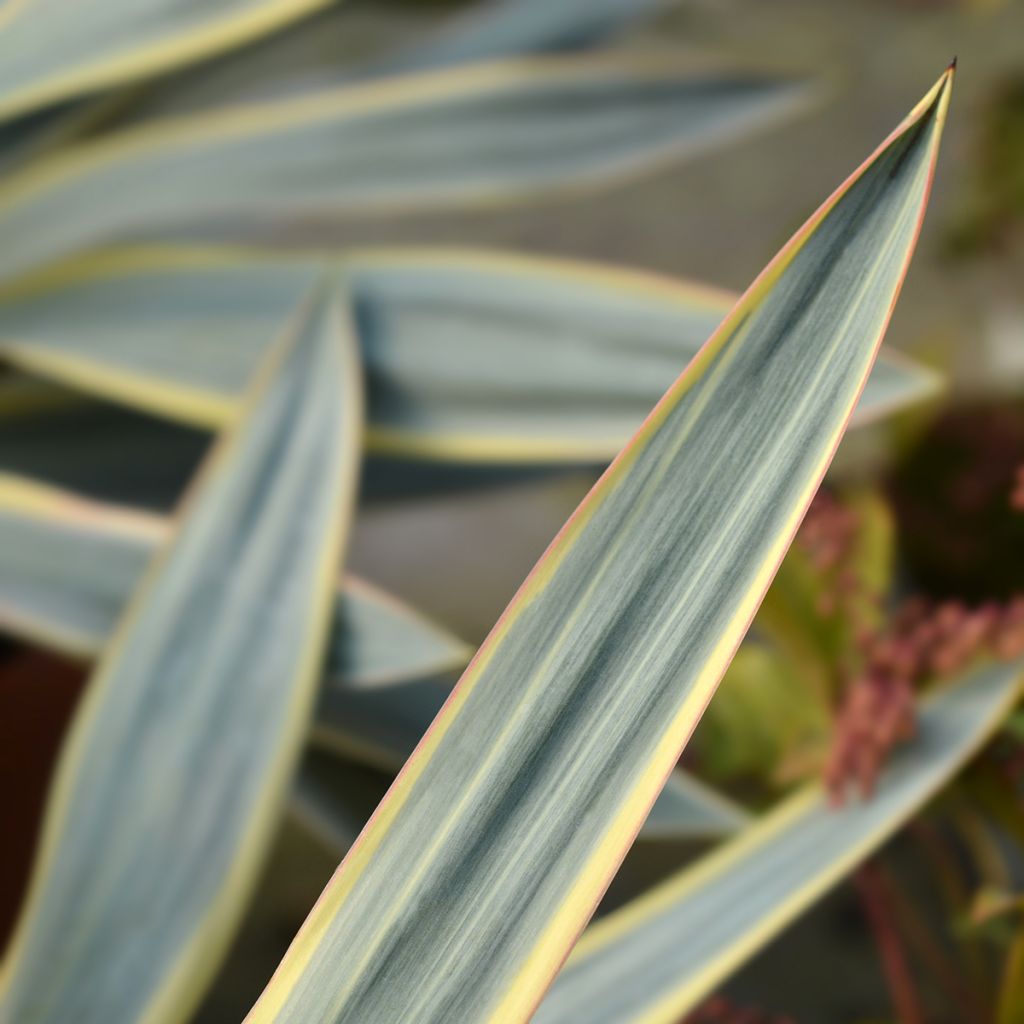 Yucca gloriosa Variegata