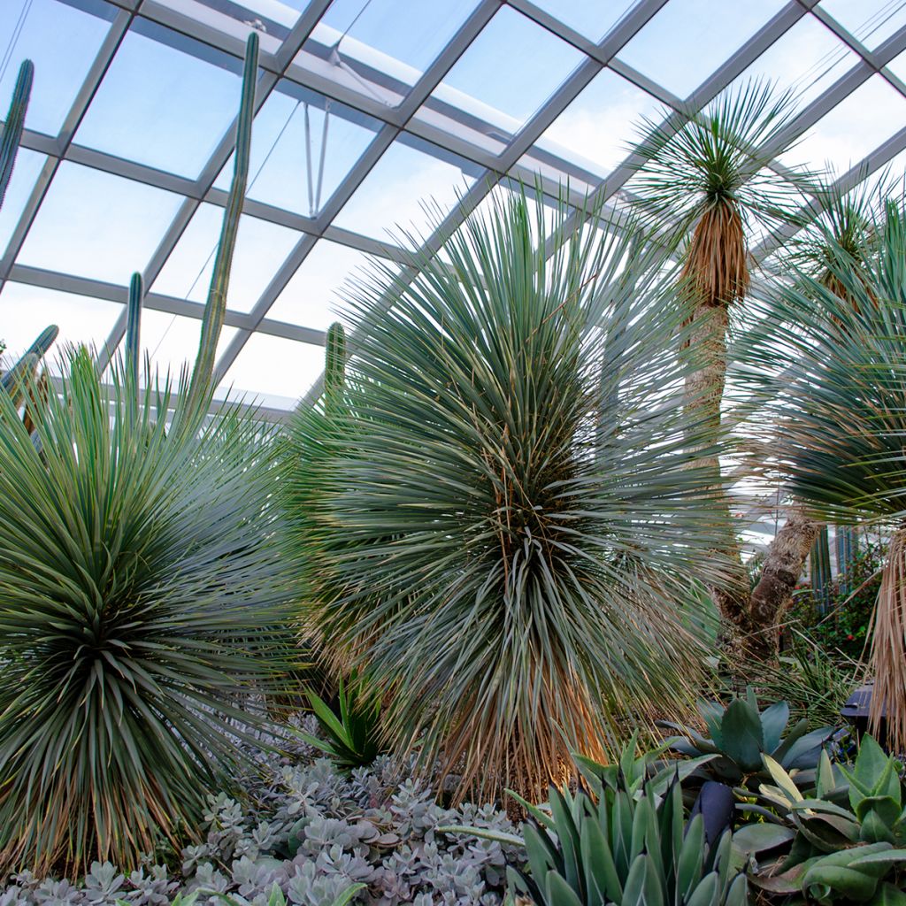 Yucca rostrata Sapphire Skies - Iúca-azul