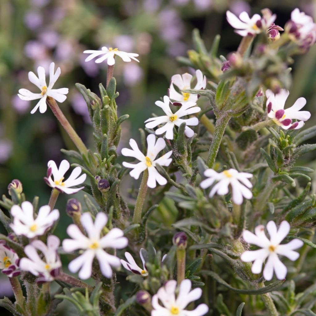 Zaluzianskya capensis em sementes