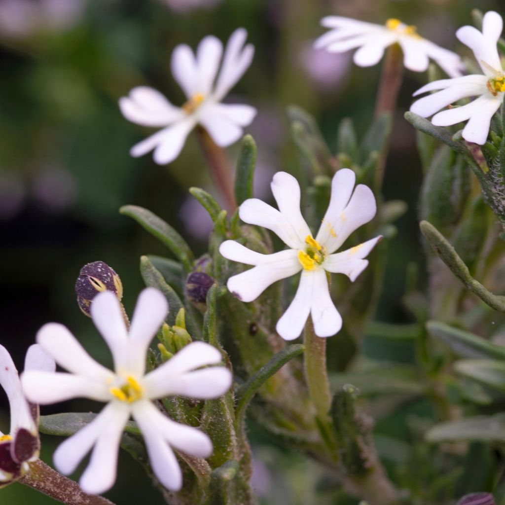 Zaluzianskya capensis em sementes