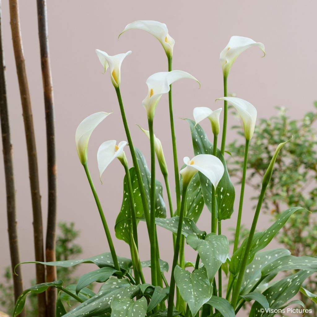 Zantedeschia aethiopica Scented Lady - Jarro