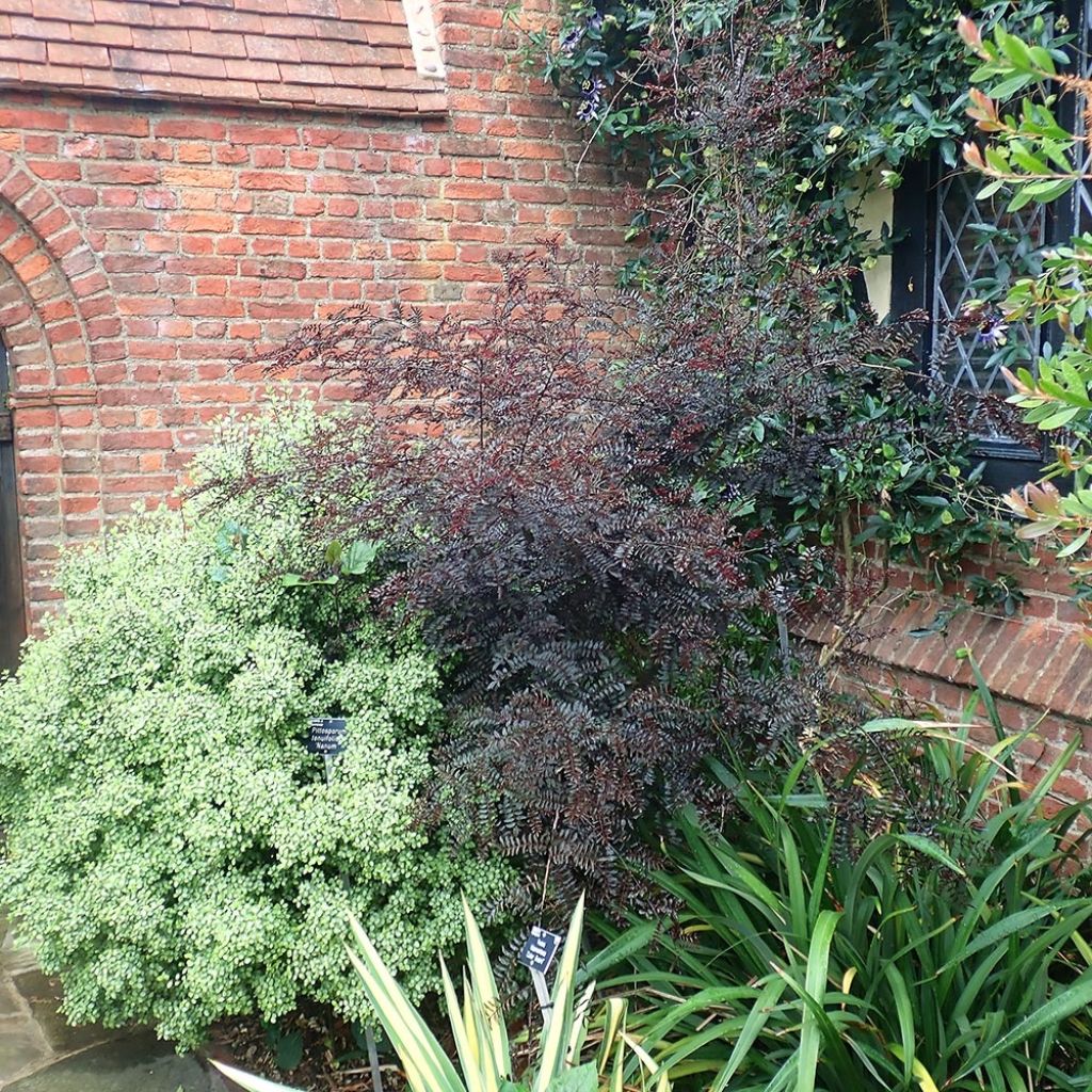 Zanthoxylum piperitum Black Magic - Poivrier du Japon