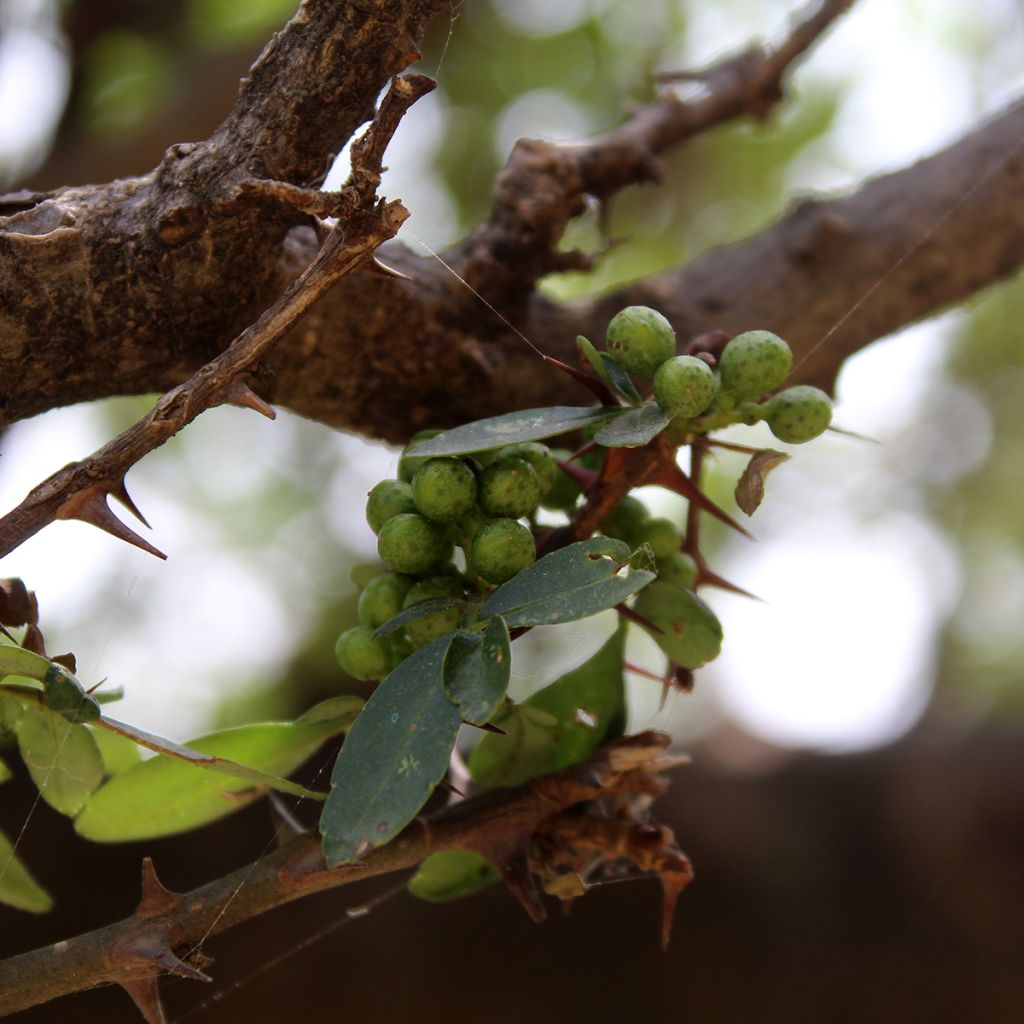 Zanthoxylum americanum