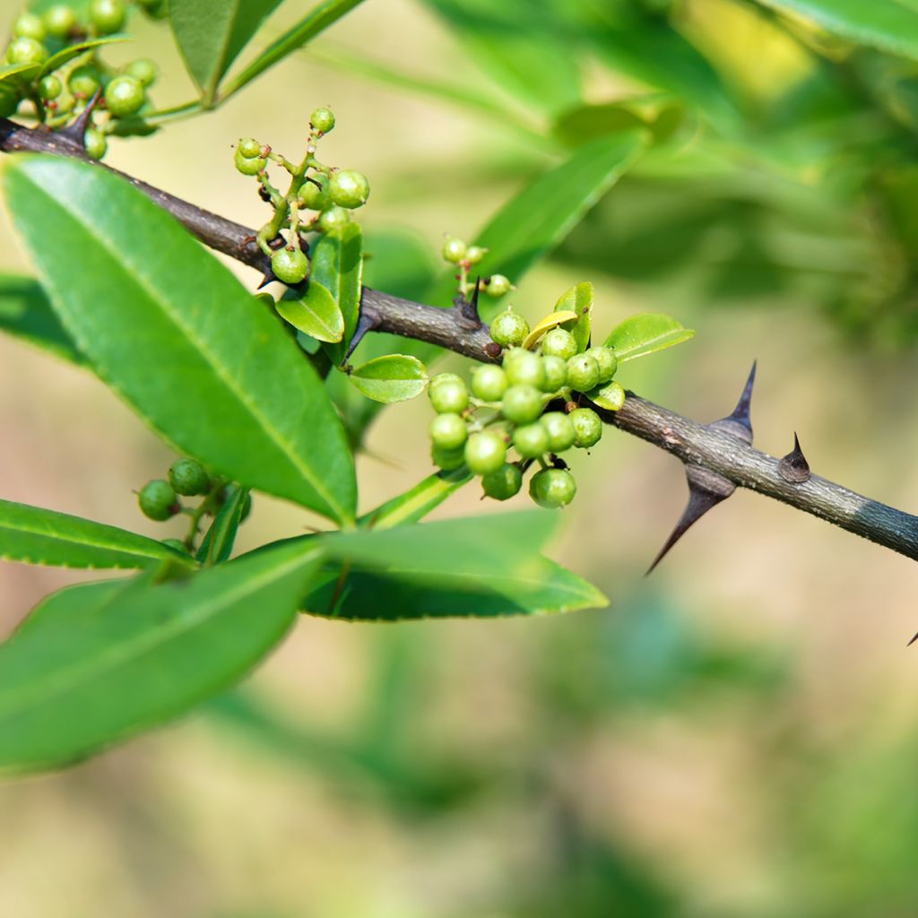 Zanthoxylum armatum